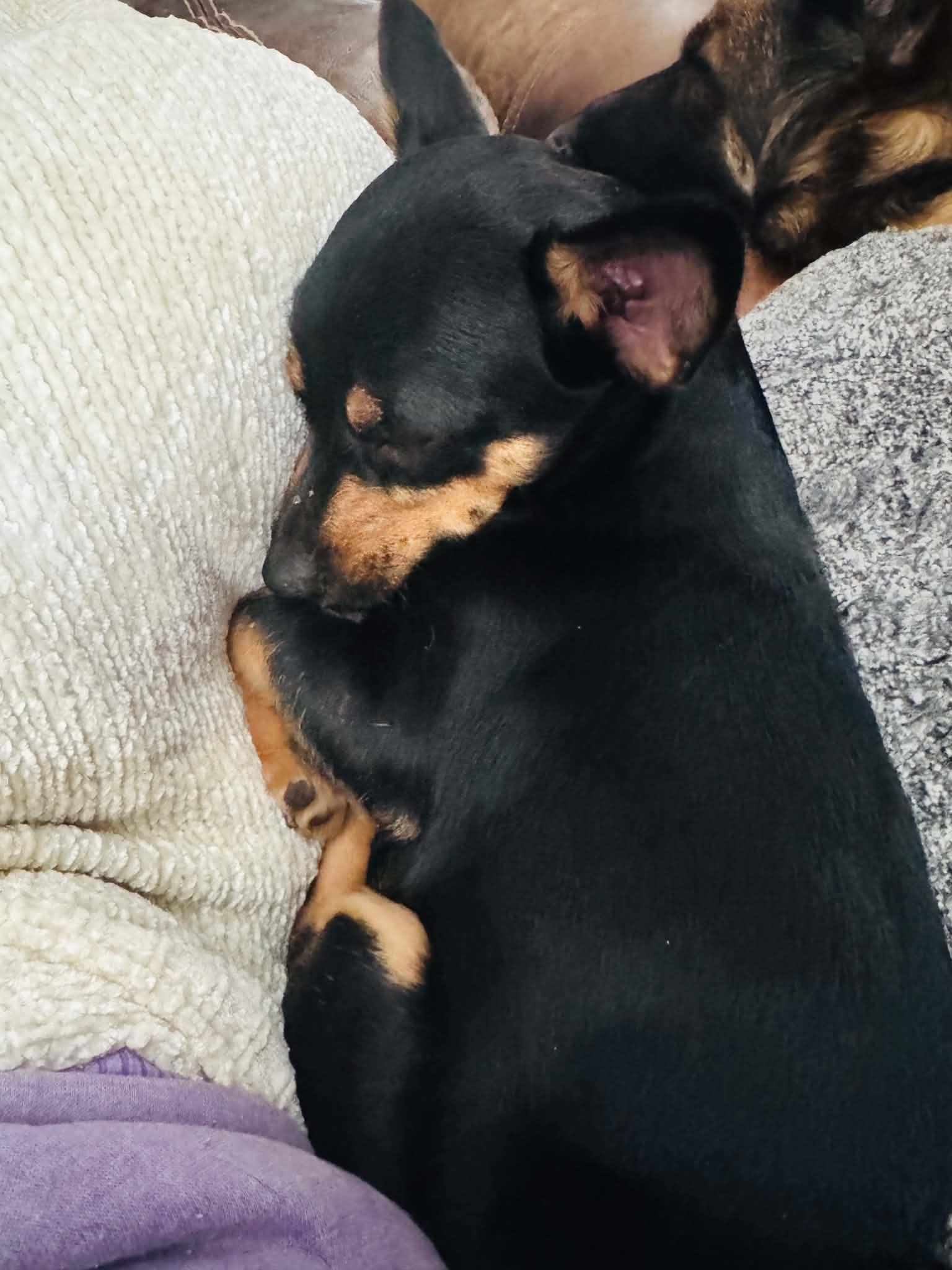 Myles, a ADOPTABLE Chiweenie in Godfrey, IL image 5/5