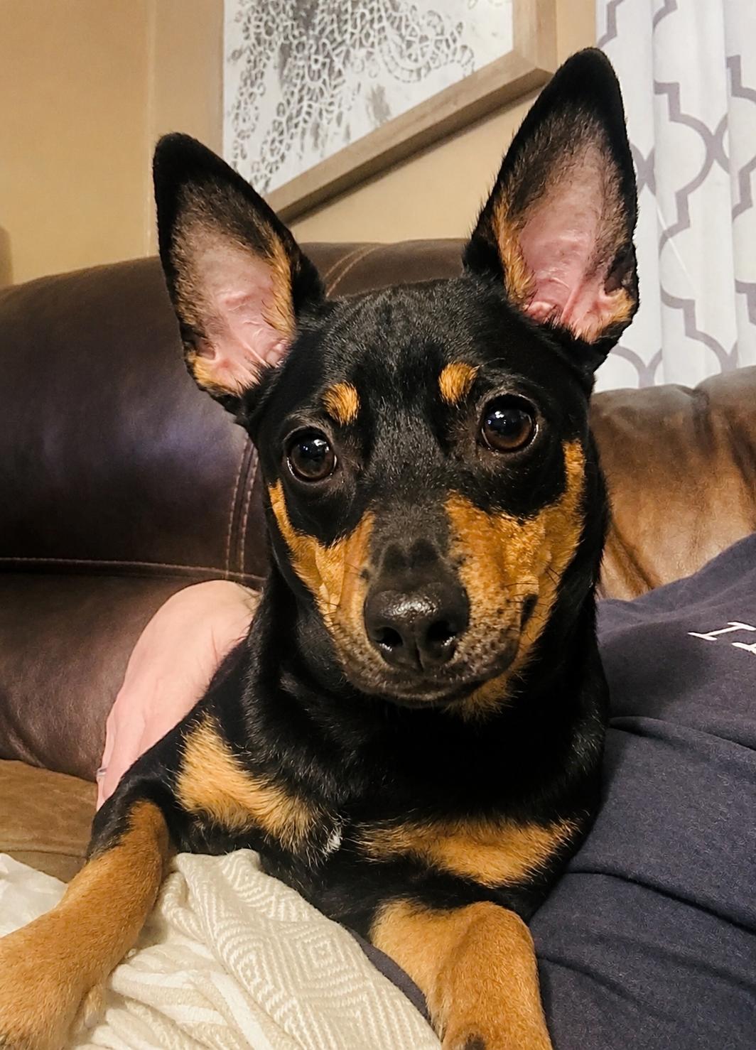 Myles, ADOPTABLE, Young Male Chiweenie.