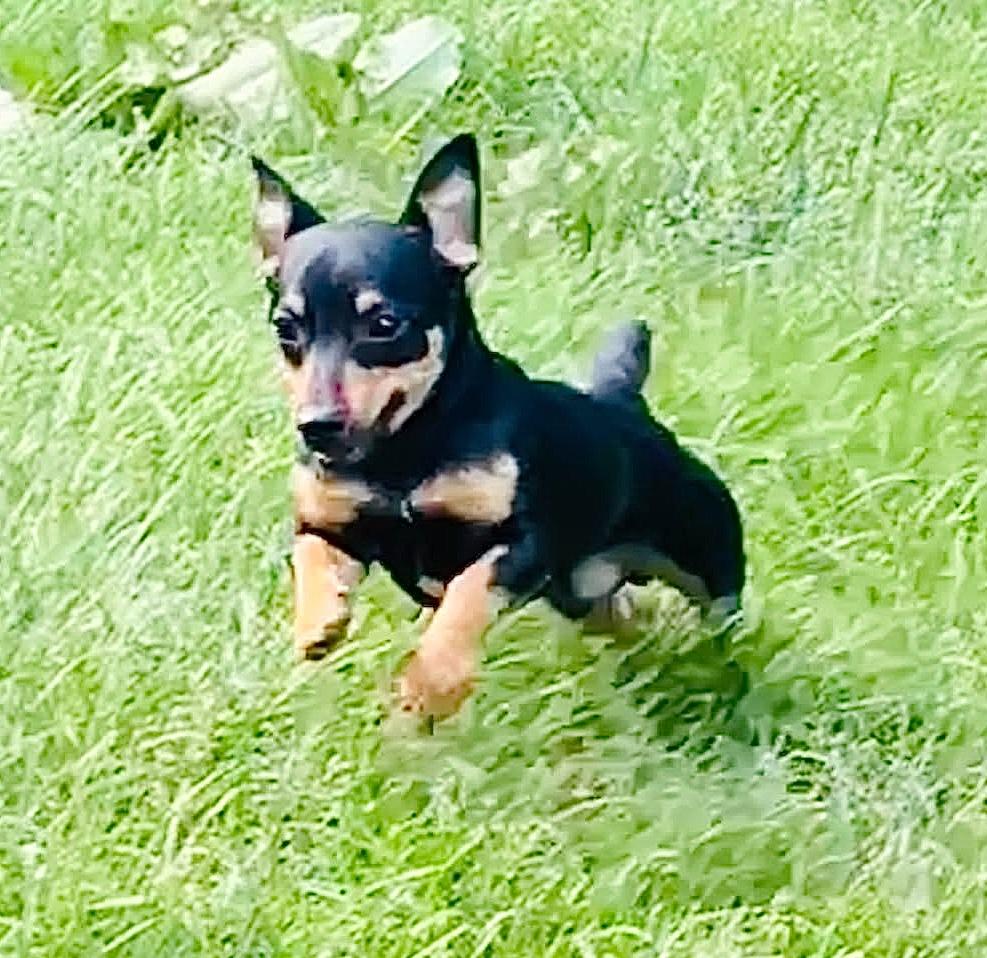 Myles, a ADOPTABLE Chiweenie in Godfrey, IL image 4/5