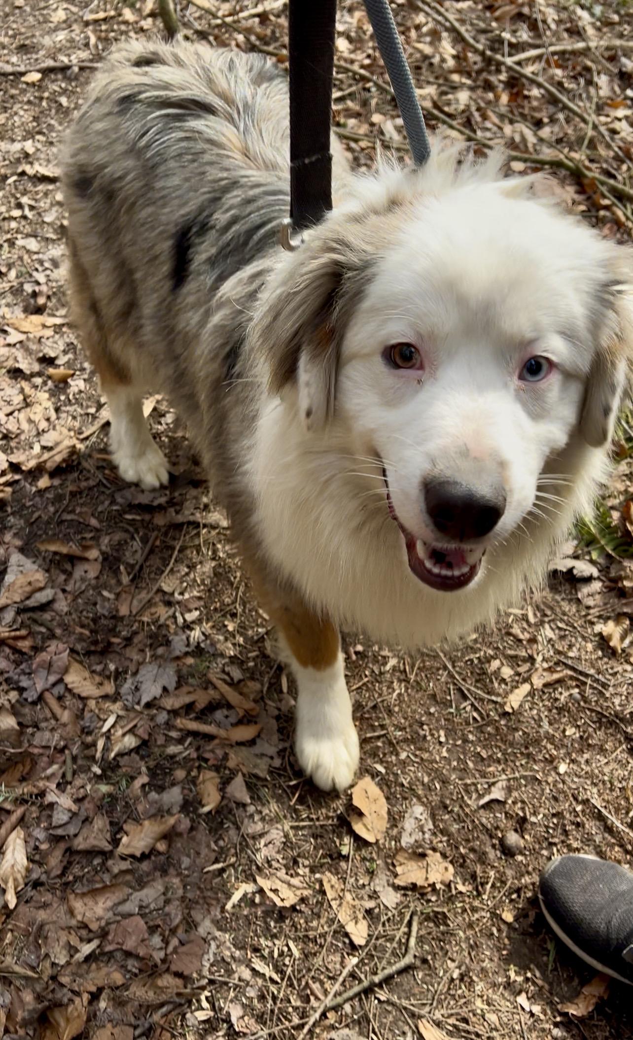 Enlarge REUBEN, an adopted Australian Shepherd in Millerstown, PA image 4/6