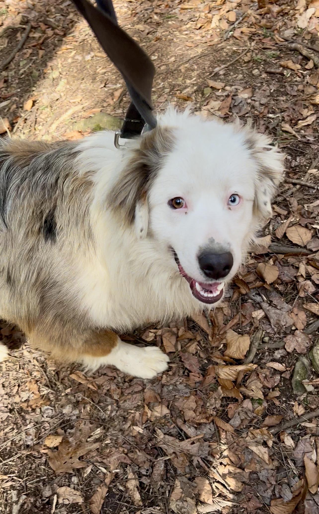 Enlarge REUBEN, an adopted Australian Shepherd in Millerstown, PA image 3/6
