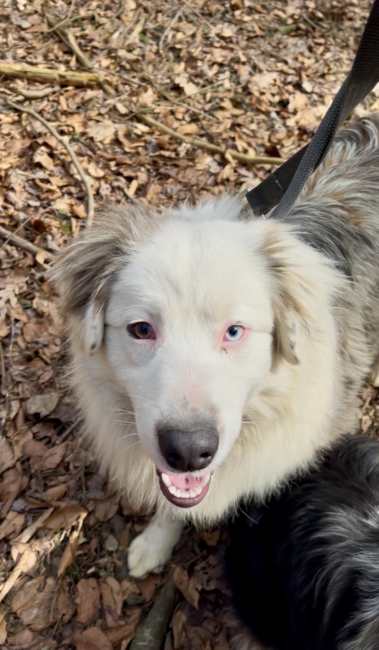 Enlarge REUBEN, an adopted Australian Shepherd in Millerstown, PA image 5/6