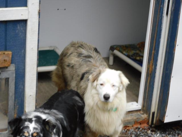 Enlarge REUBEN, an adopted Australian Shepherd in Millerstown, PA image 2/6