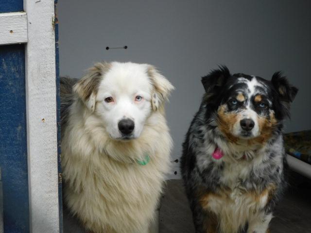 Enlarge REUBEN, an adopted Australian Shepherd in Millerstown, PA image 6/6