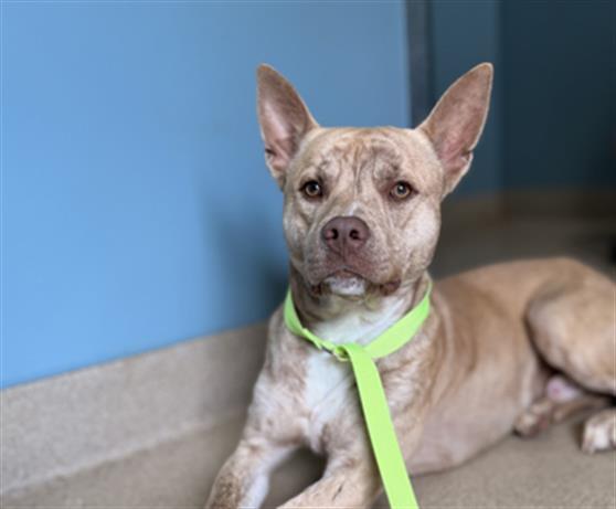 ACE, Adoptable, Young Male American Staffordshire Terrier.