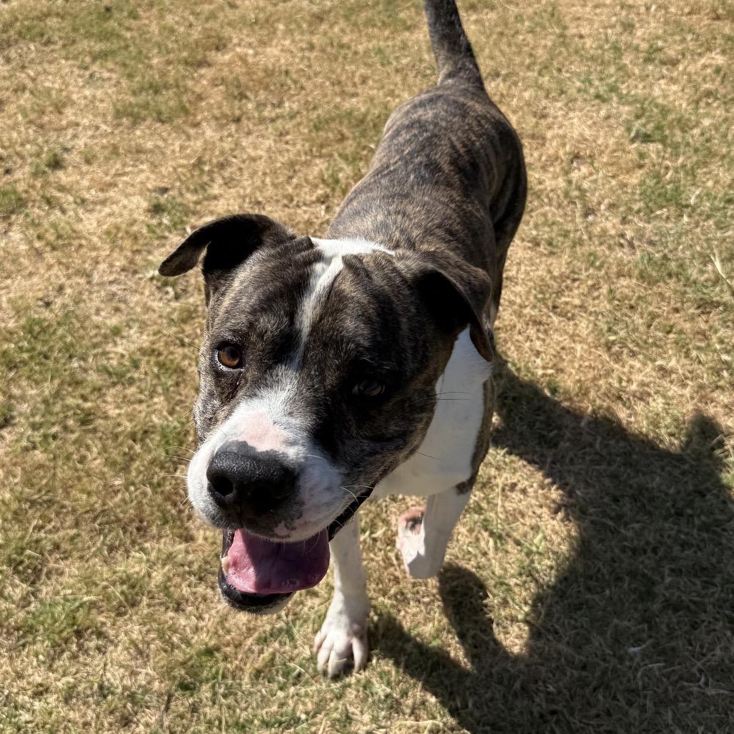 Maxwell, Adoptable, Adult Male Pit Bull Terrier & Mixed Breed.