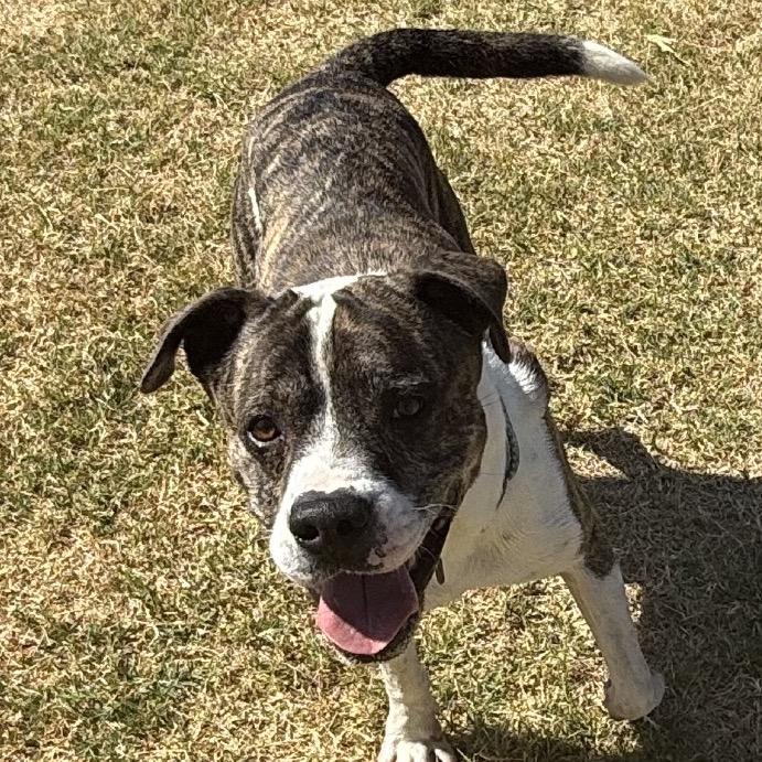 Enlarge Maxwell, a Adoptable mixed breed in Norman, OK image 2/5