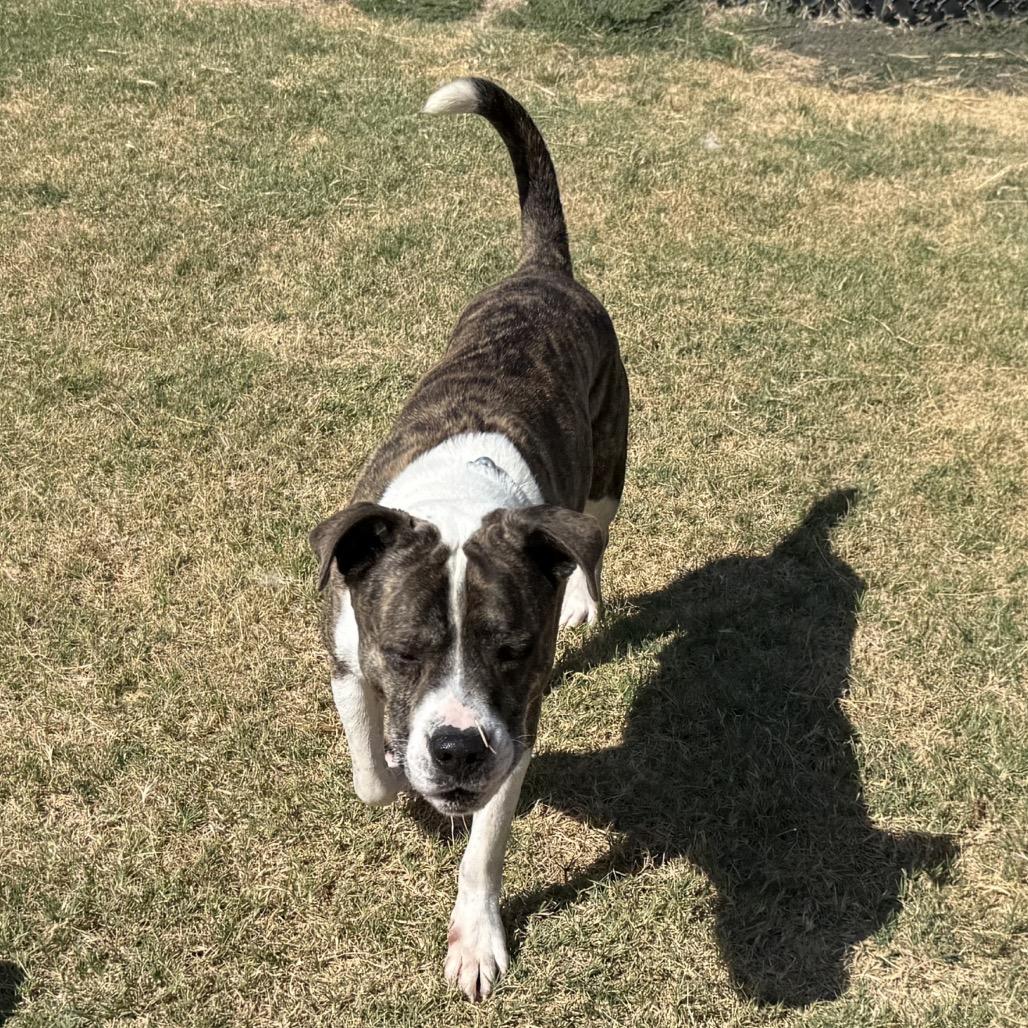 Enlarge Maxwell, a Adoptable mixed breed in Norman, OK image 3/5