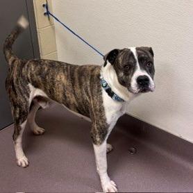 Enlarge Maxwell, a Adoptable mixed breed in Norman, OK image 4/5