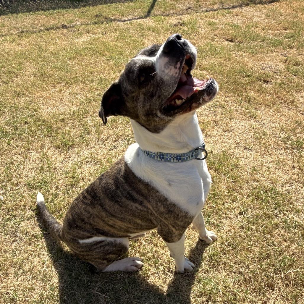 Enlarge Maxwell, a Adoptable mixed breed in Norman, OK image 5/5