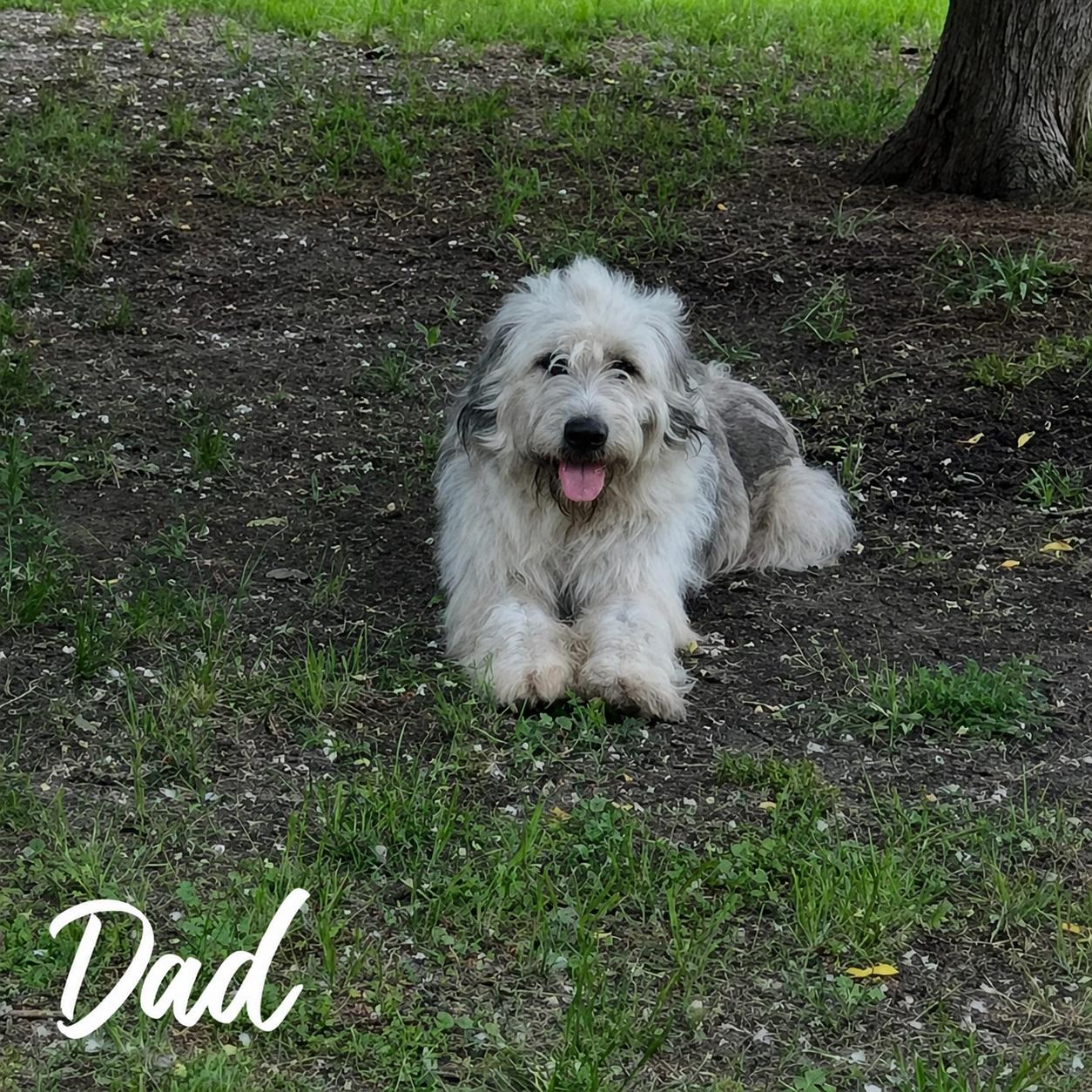 Angel, Adoptable, Puppy Female Sheep Dog.