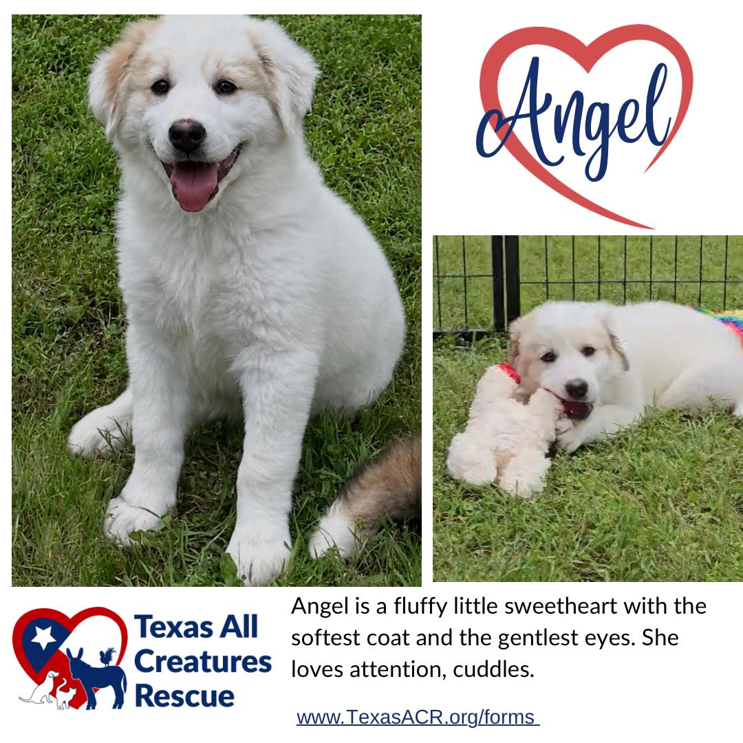 Angel, a Adoptable Sheep Dog in Alvarado, TX image 2/3