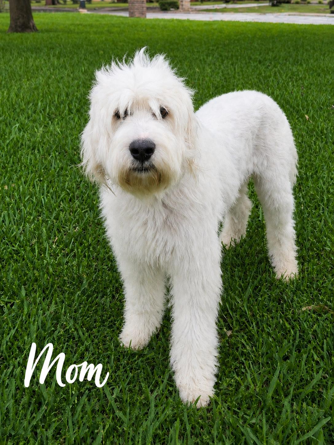 Angel, a Adoptable Sheep Dog in Alvarado, TX image 3/3