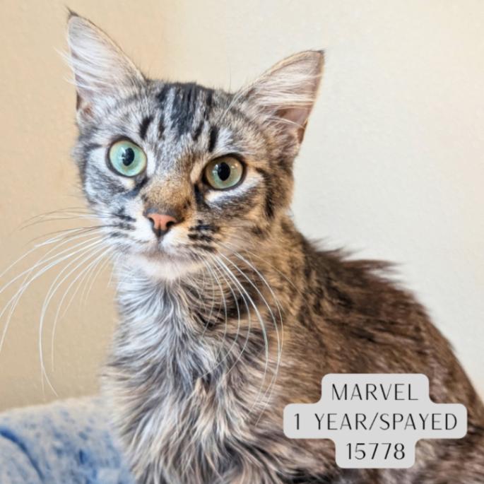 Enlarge Marvel, a Adoptable Domestic Medium Hair in Supply, NC image 1/1