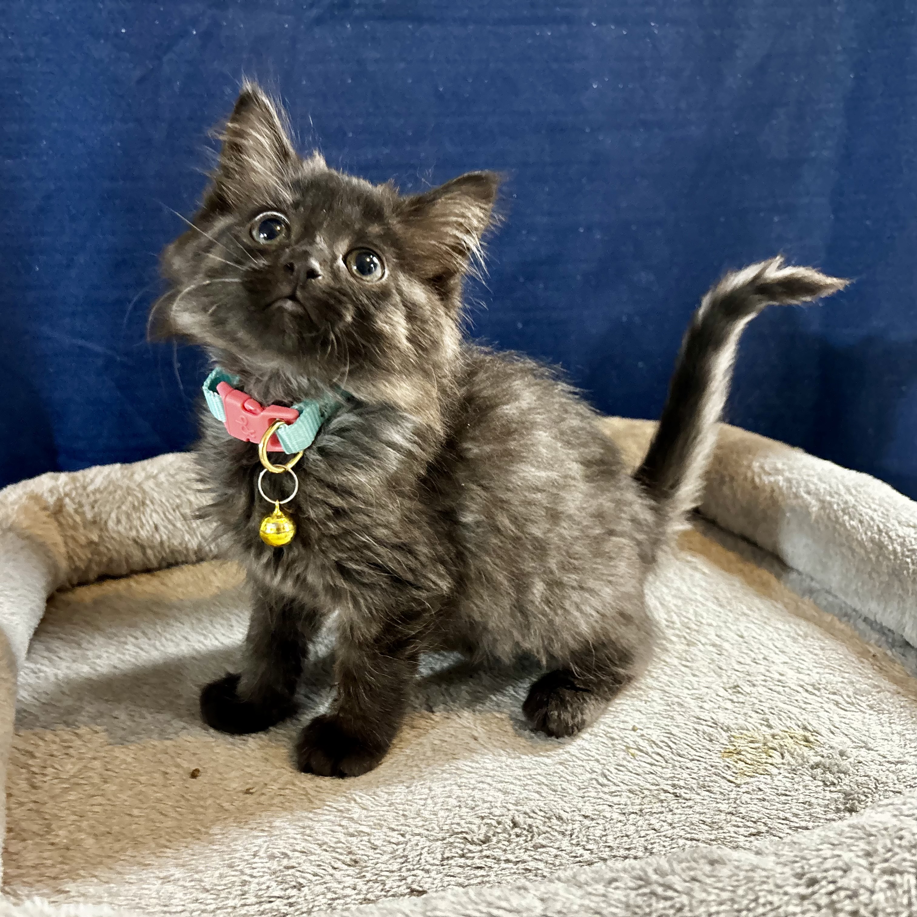 Cat for adoption Mystic IN FOSTER, a Domestic Medium Hair in Frankfort, IN Petfinder