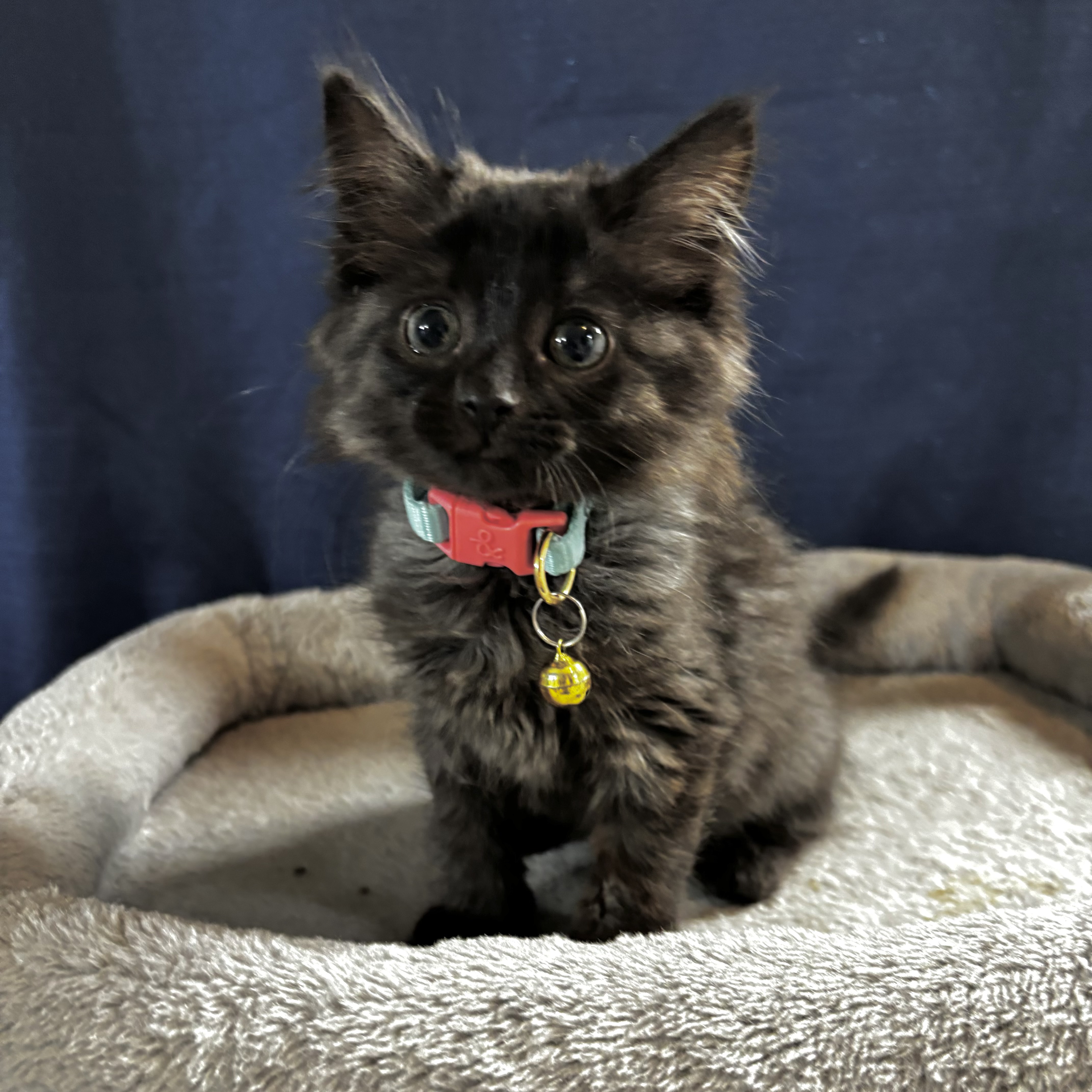 Cat for adoption Mystic IN FOSTER, a Domestic Medium Hair in