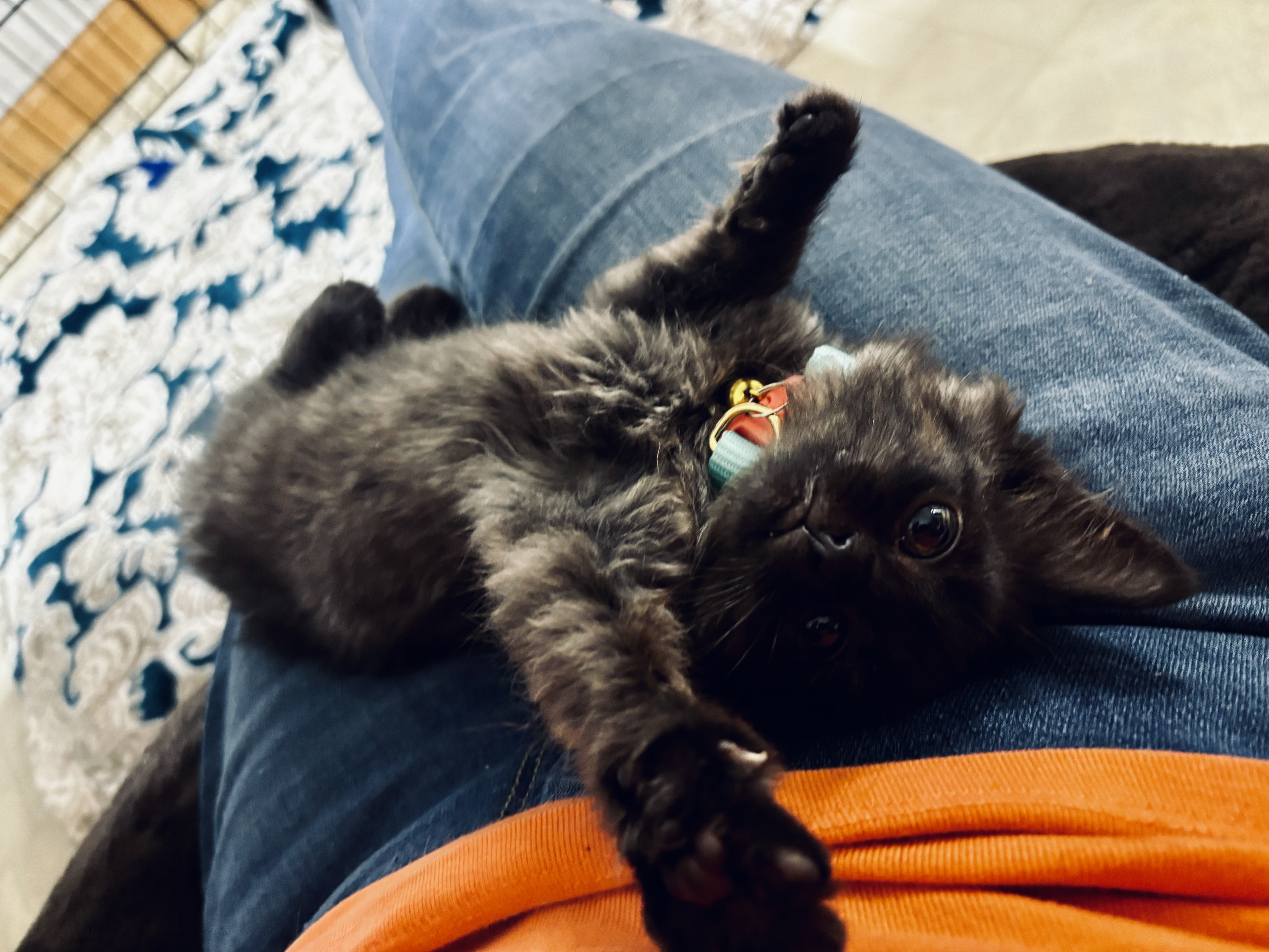 Cat for adoption Mystic IN FOSTER, a Domestic Medium Hair in Frankfort, IN Petfinder