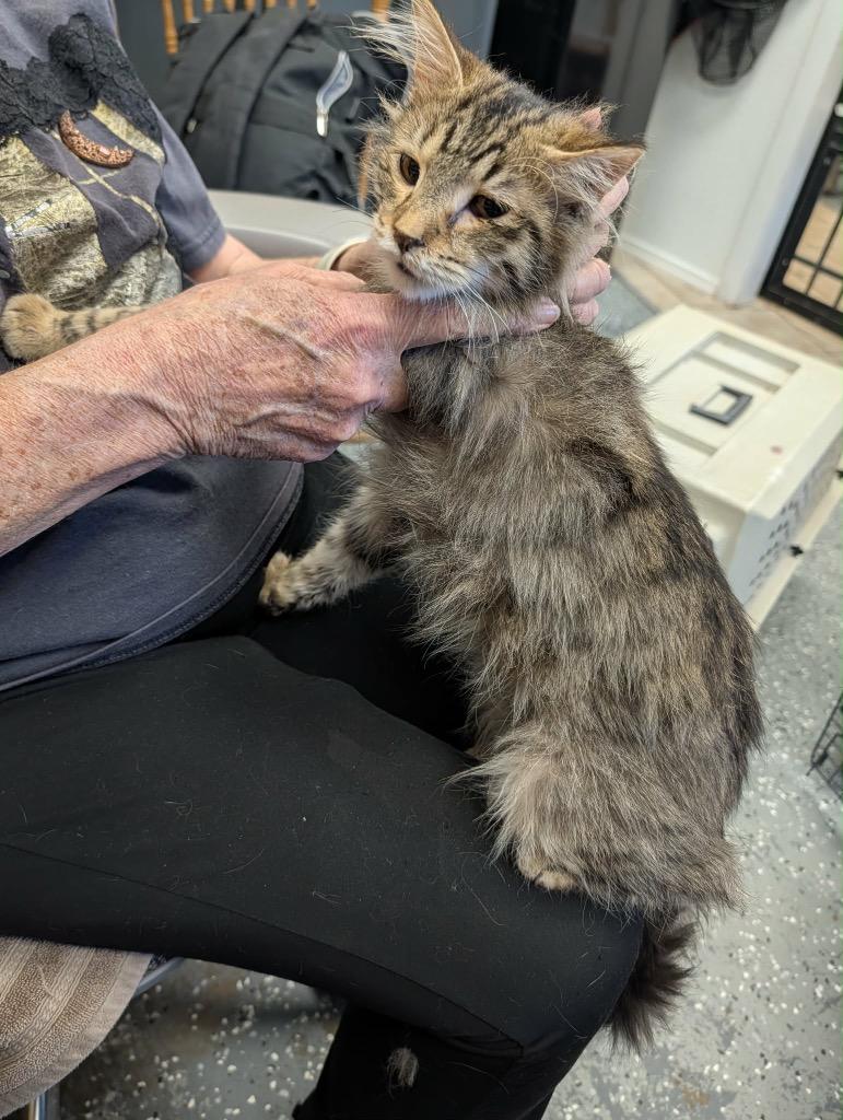Otono, Adopted, Young Male Tabby.
