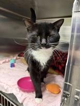 Enlarge Beckham, an adopted Domestic Short Hair in Manitowoc, WI image 1/1