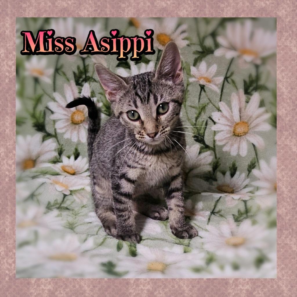 Miss Asippi, Adoptable, Kitten Female Domestic Short Hair.