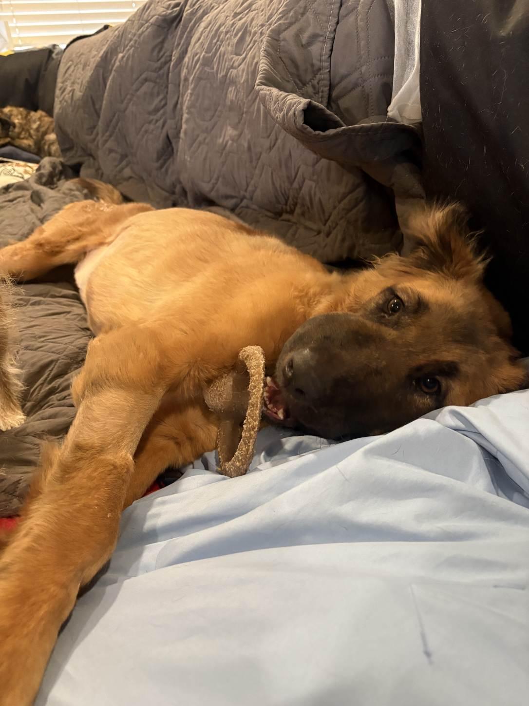 Enlarge Valkyrie, a Adopted mixed breed in Tempe, AZ image 3/6