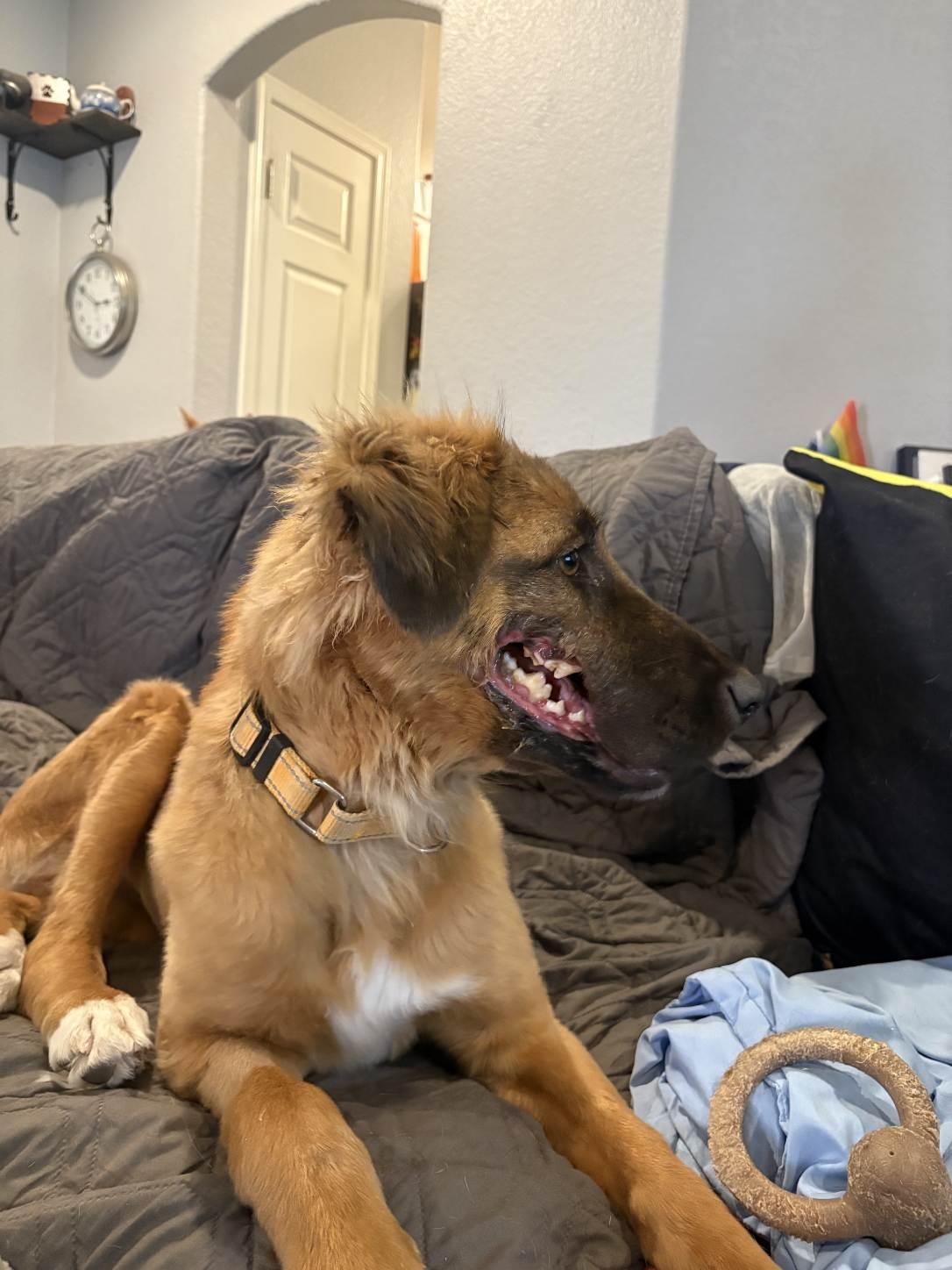 Enlarge Valkyrie, a Adopted mixed breed in Tempe, AZ image 5/6