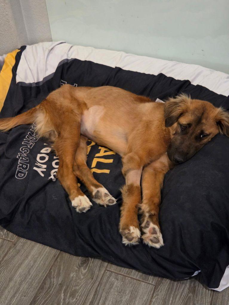 Enlarge Valkyrie, a Adopted mixed breed in Tempe, AZ image 6/6