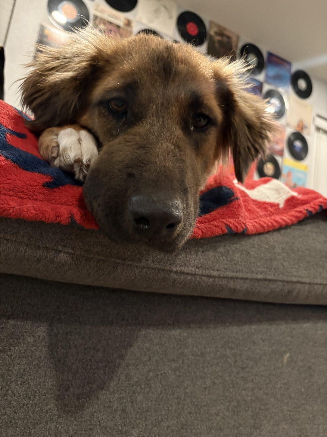 Valkyrie, Adopted, Adult Female Shepherd & Australian Shepherd.