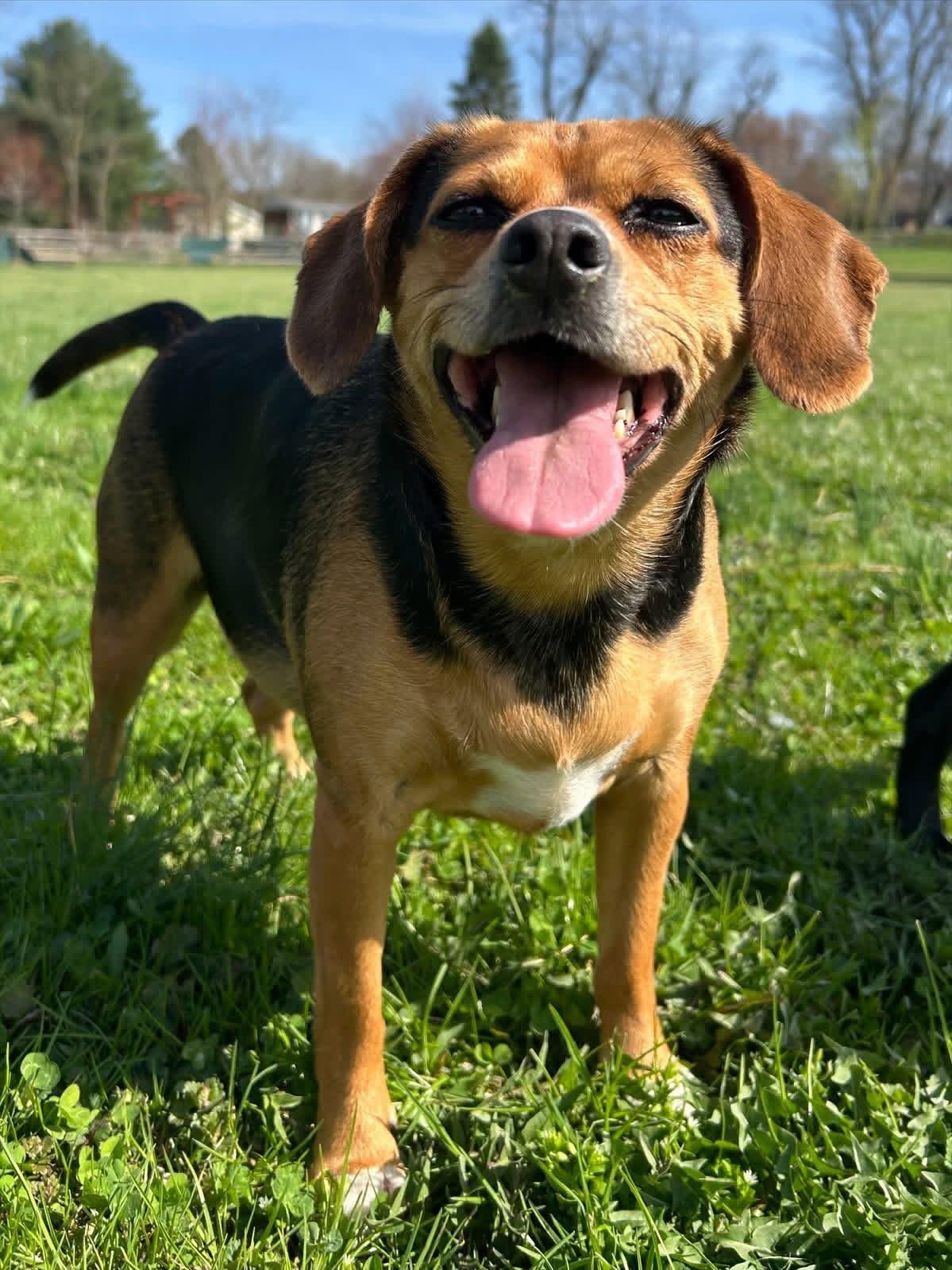 Enlarge Puddin, a Adoptable Beagle in Elizabethtown, PA image 1/3