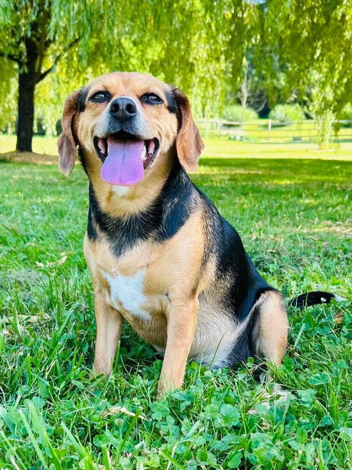 Enlarge Puddin, a Adoptable Beagle in Elizabethtown, PA image 2/3