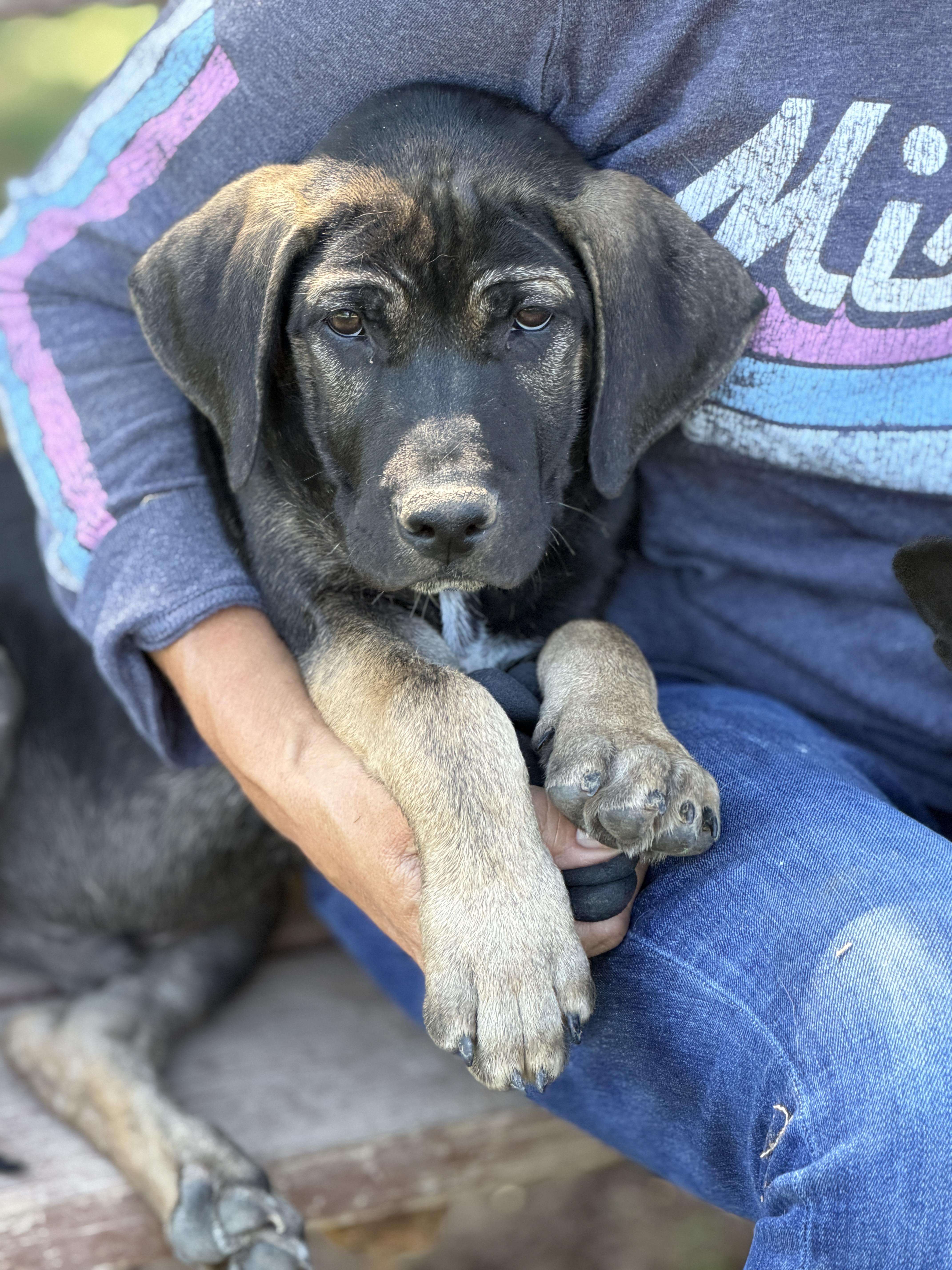 Enlarge Zipp, a ADOPTABLE mixed breed in Gilbert, AZ image 3/4