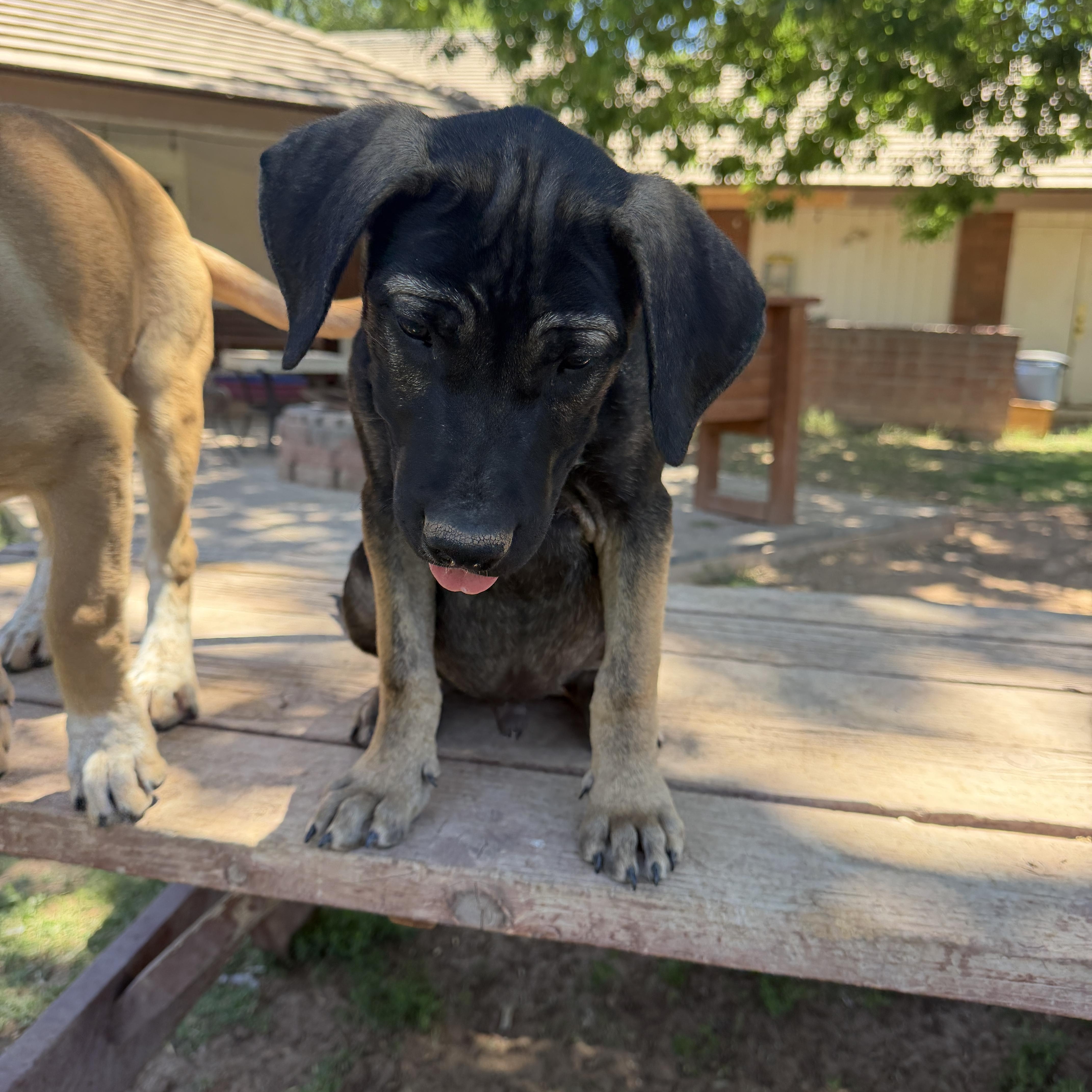 Enlarge Zipp, a ADOPTABLE mixed breed in Gilbert, AZ image 2/4