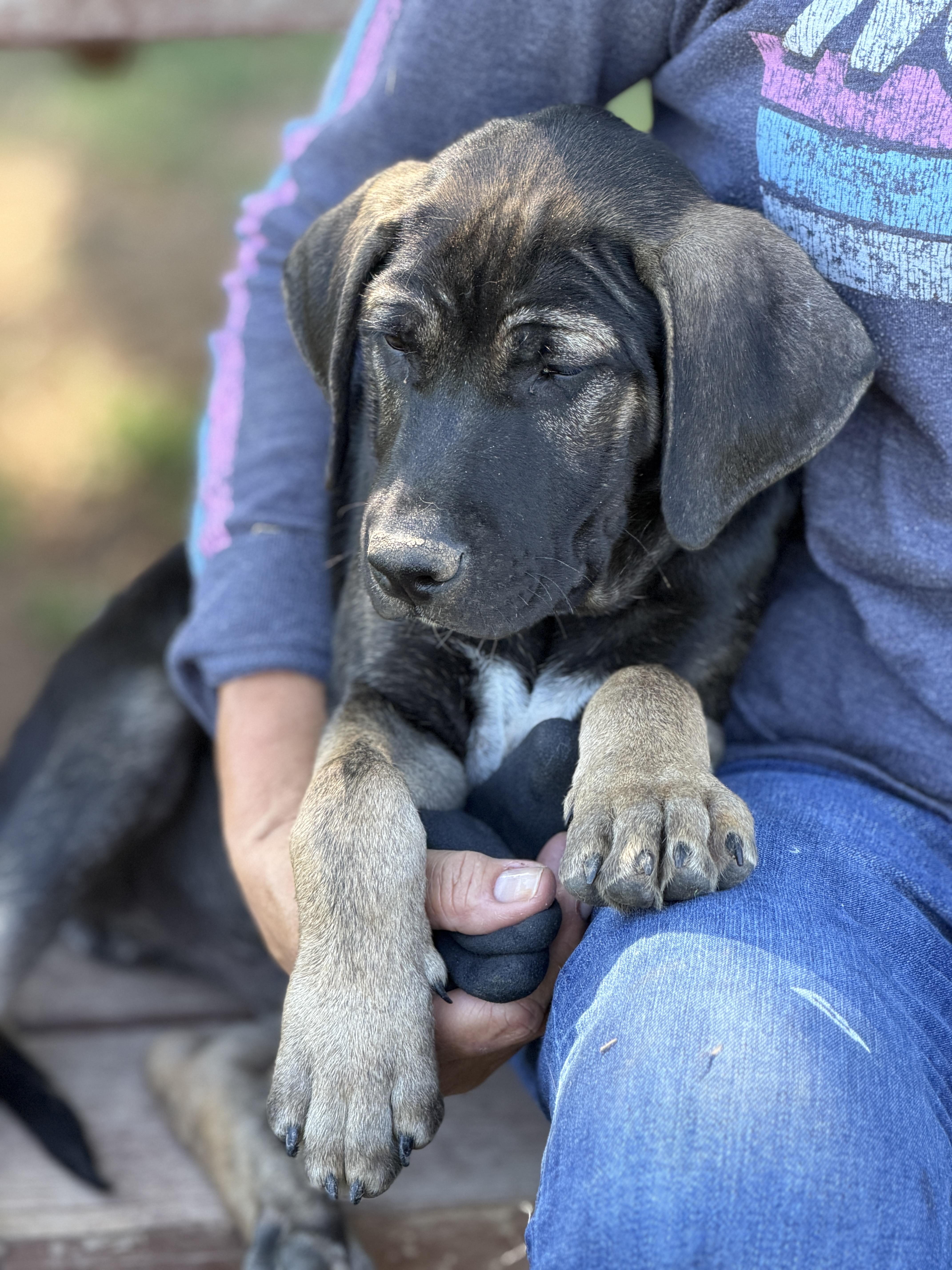 Enlarge Zipp, a ADOPTABLE mixed breed in Gilbert, AZ image 4/4