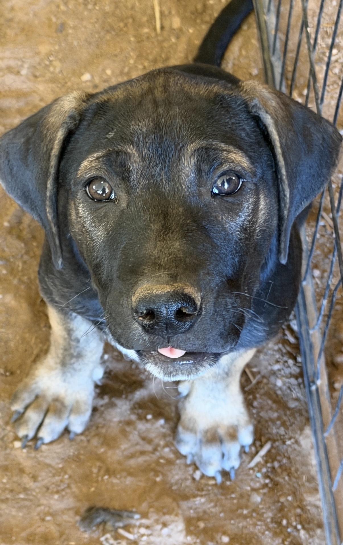 Zipp, a ADOPTABLE mixed breed in Gilbert, AZ image 1/6