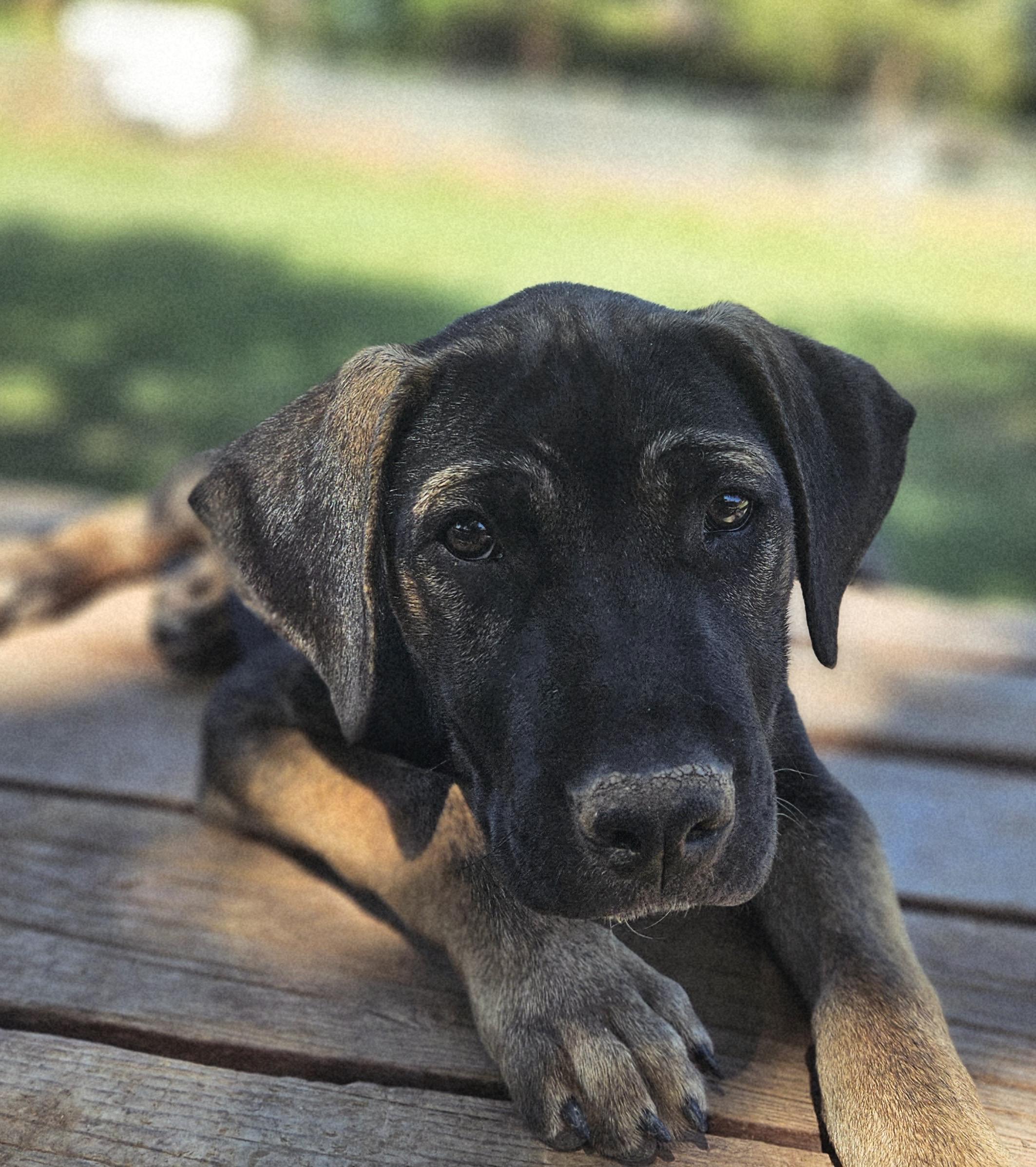 Enlarge Zipp, a ADOPTABLE mixed breed in Gilbert, AZ image 1/4