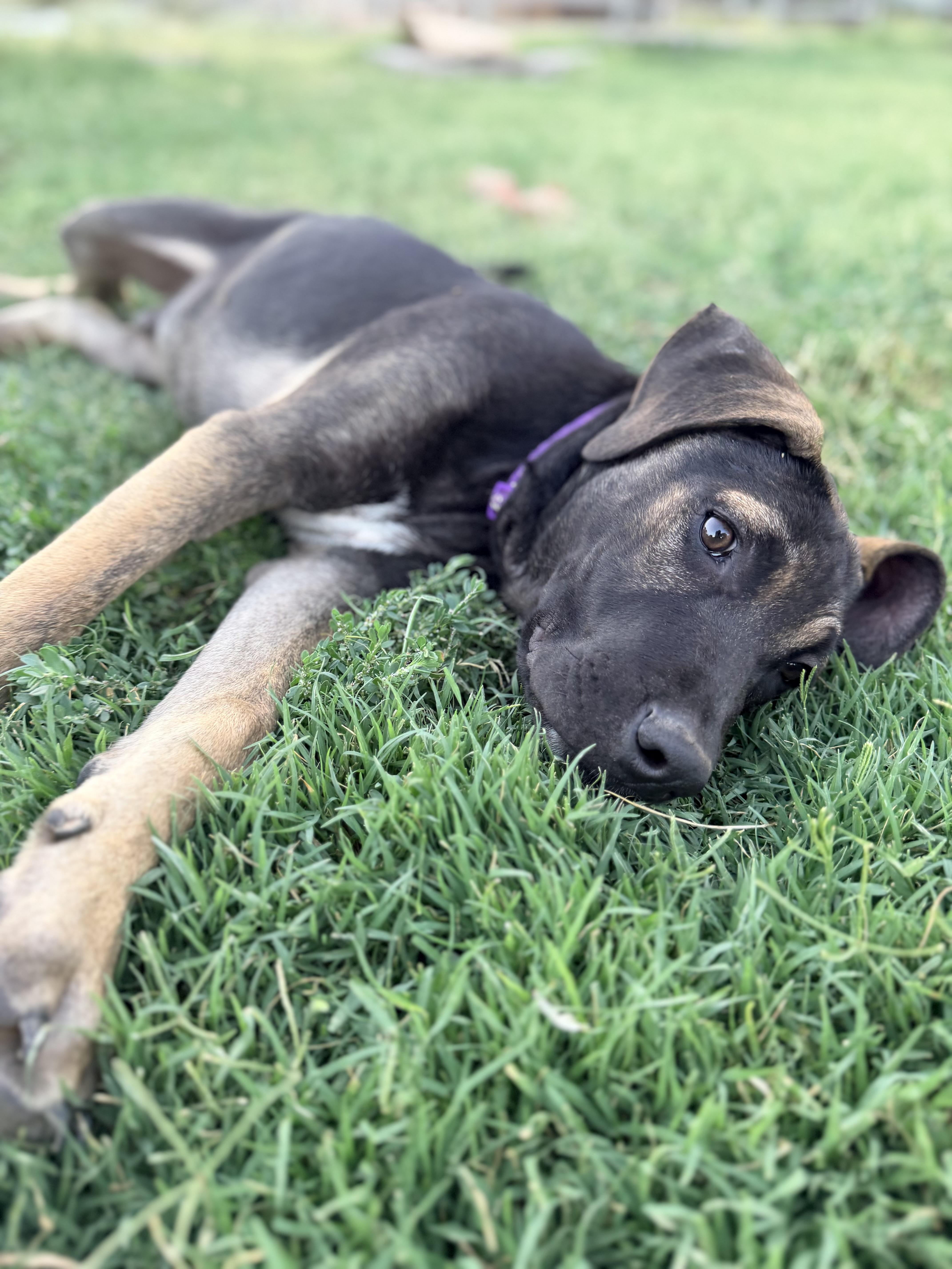 Zipp, a ADOPTABLE mixed breed in Gilbert, AZ image 6/6