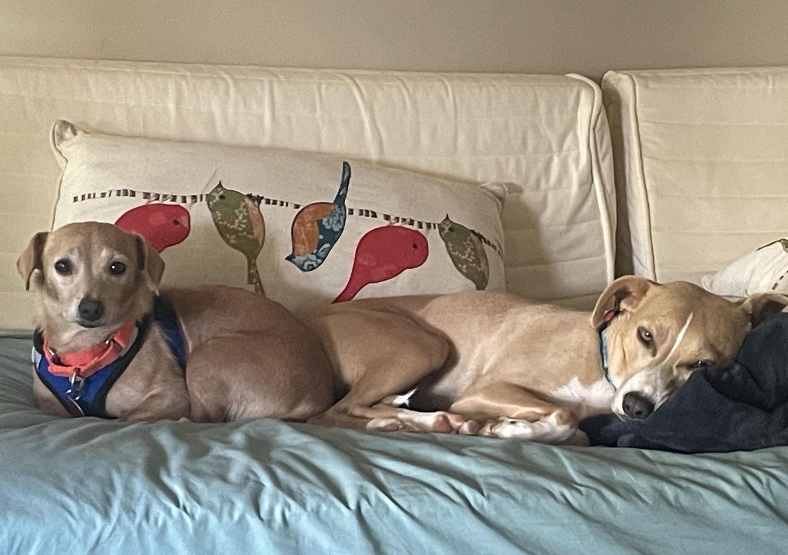 Shiloh, Adoptable, Young Female Dachshund & Terrier.