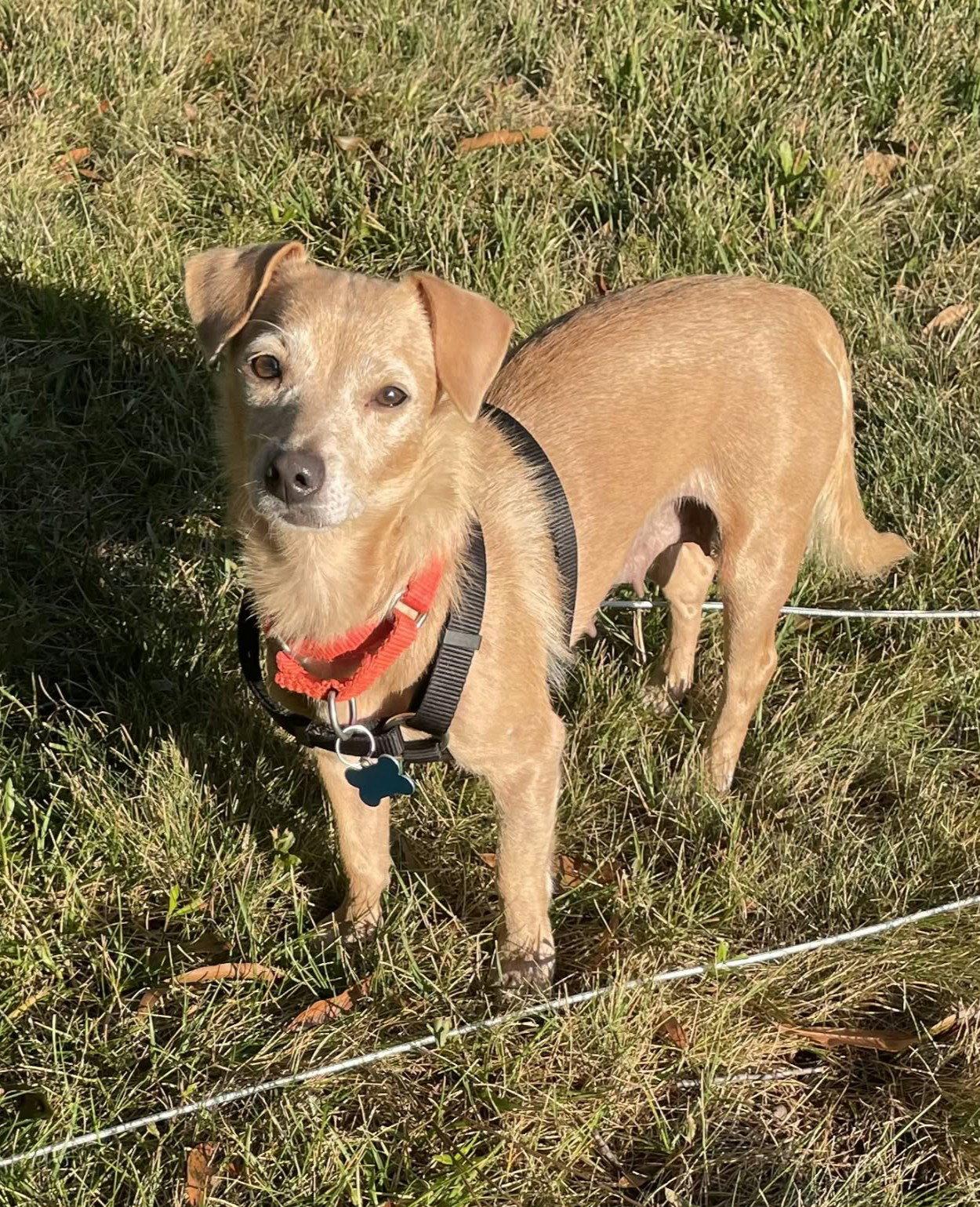 Enlarge Shiloh, a Adoptable mixed breed in Arlington, VA image 3/3
