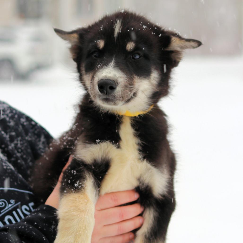 Ct Kodiak thumbnail 3