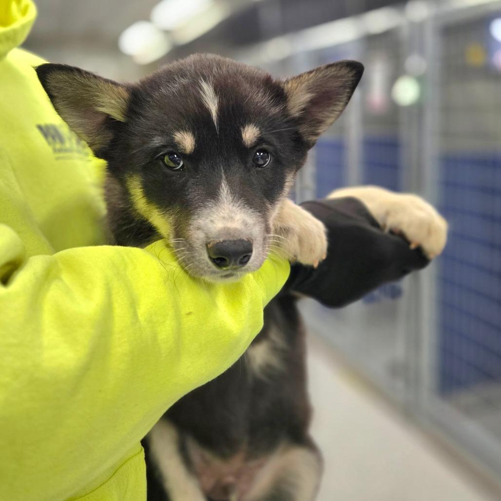 Ct Kodiak thumbnail 4