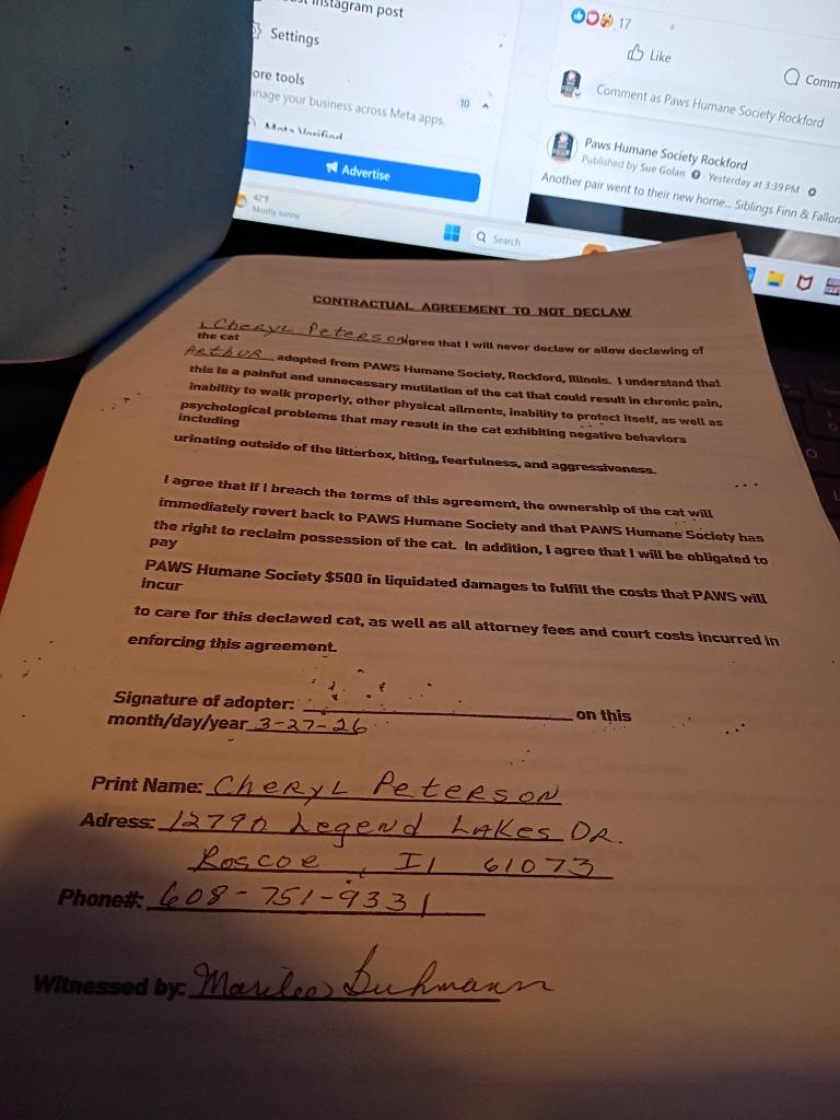 Enlarge Arthur, a Adopted mixed breed in Rockford, IL image 1/6