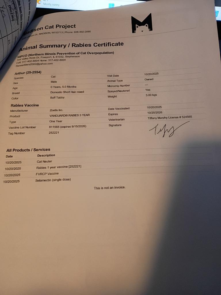 Enlarge Arthur, a Adopted mixed breed in Rockford, IL image 2/6