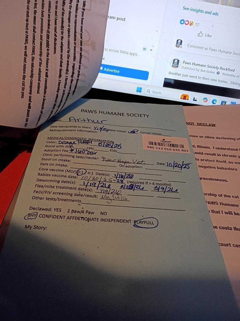 Enlarge Arthur, a Adopted mixed breed in Rockford, IL image 4/6