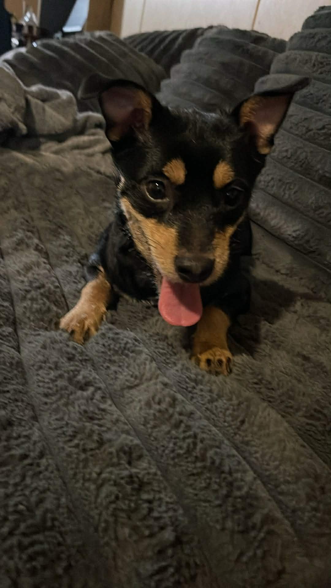 Enlarge Zipper, a ADOPTABLE mixed breed in Lancaster, KY image 4/5