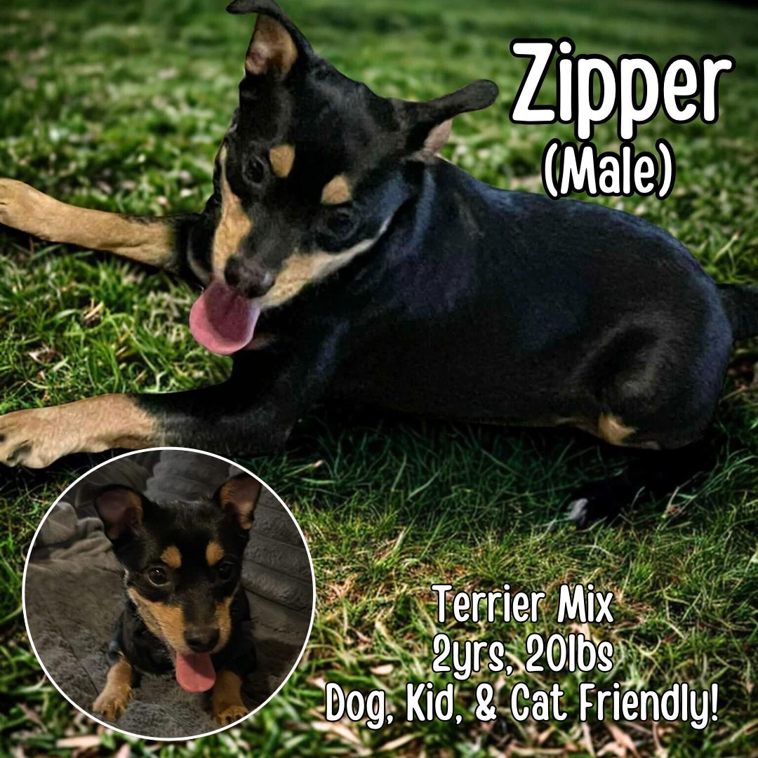 Enlarge Zipper, a ADOPTABLE mixed breed in Lancaster, KY image 1/5