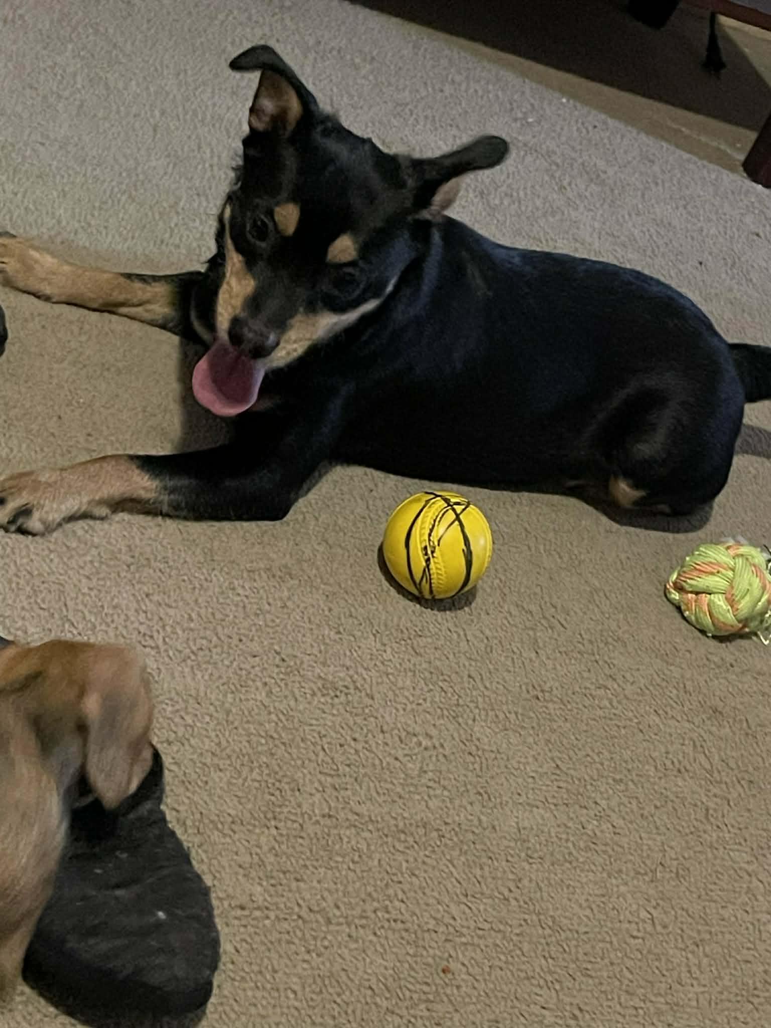 Enlarge Zipper, a ADOPTABLE mixed breed in Lancaster, KY image 3/5