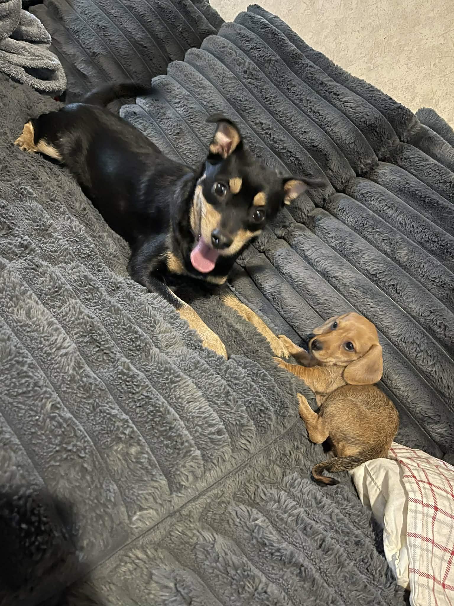 Enlarge Zipper, a ADOPTABLE mixed breed in Lancaster, KY image 5/5