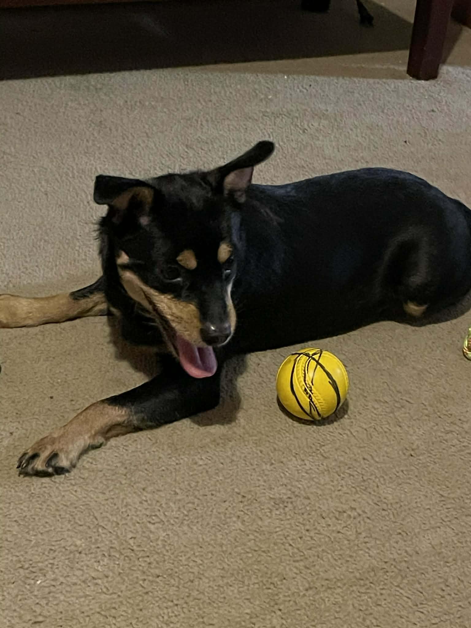 Enlarge Zipper, a ADOPTABLE mixed breed in Lancaster, KY image 2/5