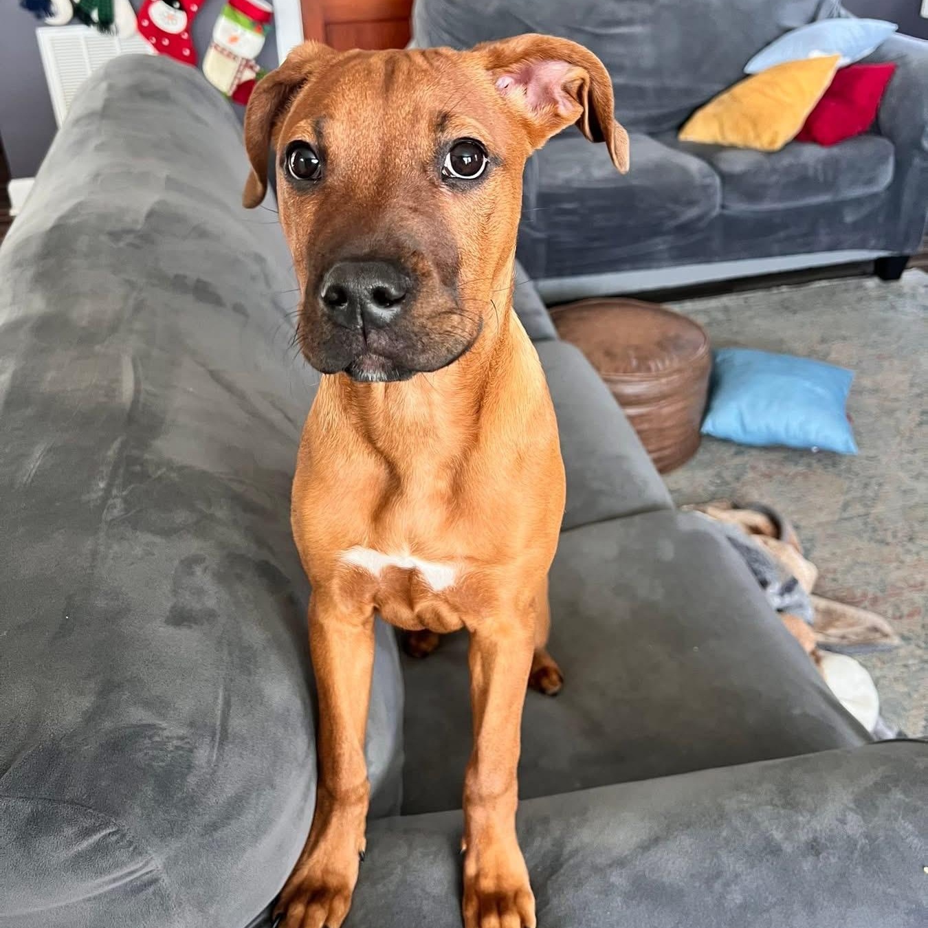 Enlarge Charlie, a ADOPTABLE mixed breed in Henderson, KY image 1/2