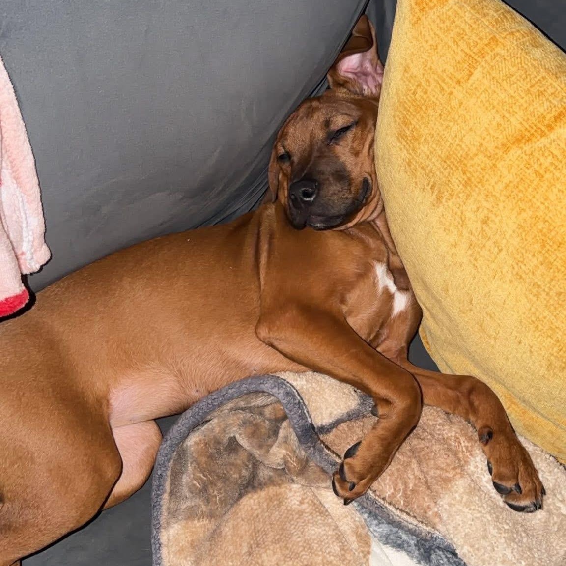 Enlarge Charlie, a ADOPTABLE mixed breed in Henderson, KY image 2/2